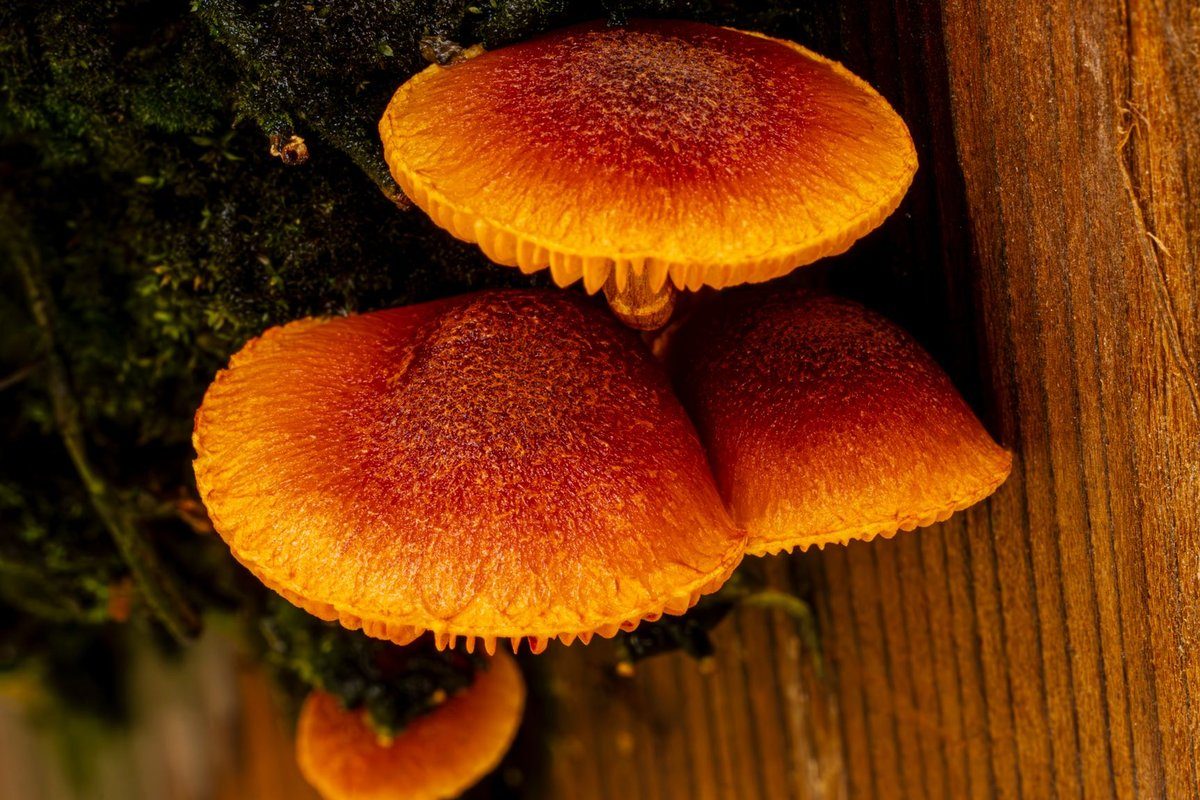 champignon dans une charpente en bois